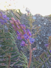 Astragalus thurberi