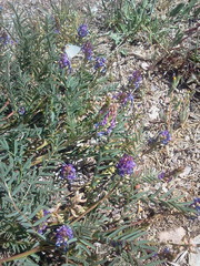 Astragalus thurberi