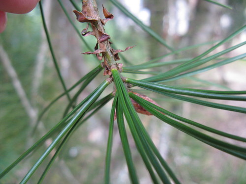 lacebark pine