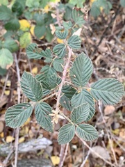 Rubus pascuus
