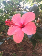 Hibiscus