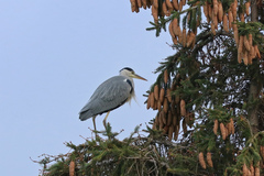 Ardea cinerea