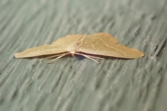 Thalera pistasciaria