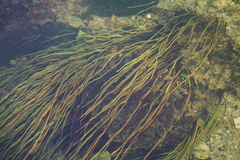 Cymodoceaceae