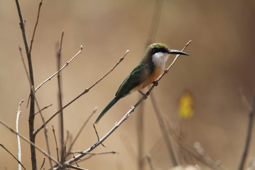 Somali Bee-eater (Merops revoilii), photo 4