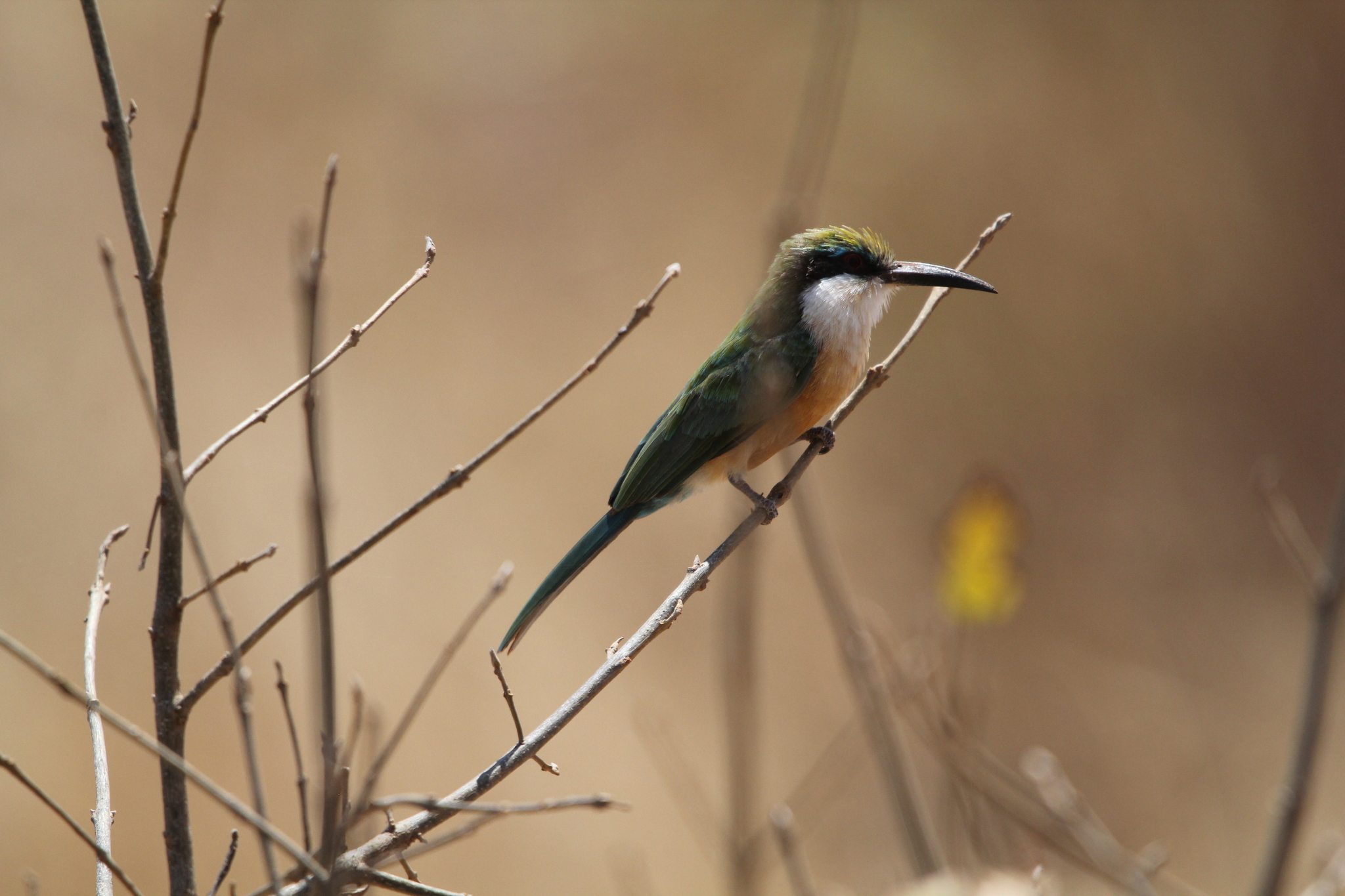 Somali Bee-eater (Merops revoilii), photo 4
