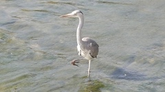 Ardea cinerea