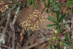Cyphostemma quinatum
