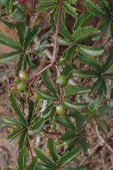 Cyphostemma quinatum