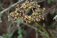 Cyphostemma quinatum