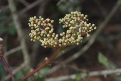 Cyphostemma quinatum