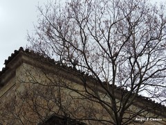 Columba livia domestica