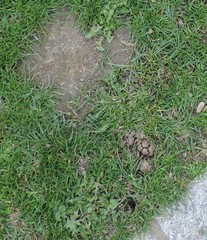 Taraxacum marginellum