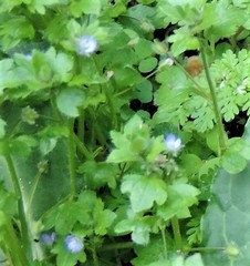 Veronica hederifolia