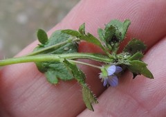 Veronica hederifolia
