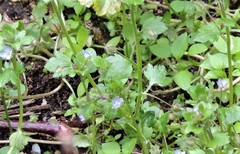 Veronica hederifolia