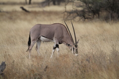 Oryx beisa beisa