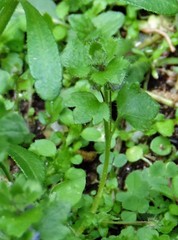 Veronica hederifolia