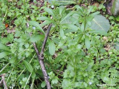 Galium aparine