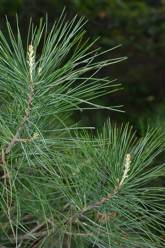 华山松 (怒江常见生物) · Inaturalist