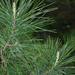 Chinese White Pine - Photo (c) 潘立傑 LiChieh Pan, some rights reserved (CC BY-NC-SA)