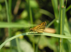 Ampittia dioscorides camertes