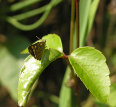 Ampittia dioscorides camertes