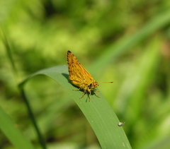 Ampittia dioscorides camertes