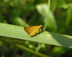 Ampittia dioscorides camertes