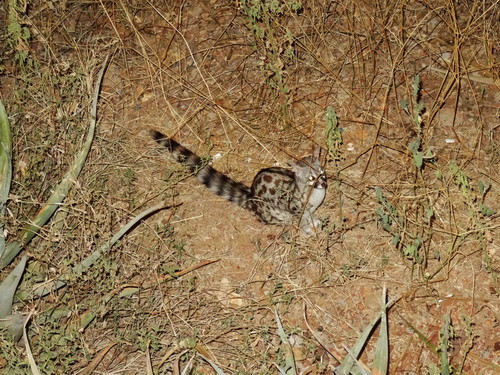 Panther Genet