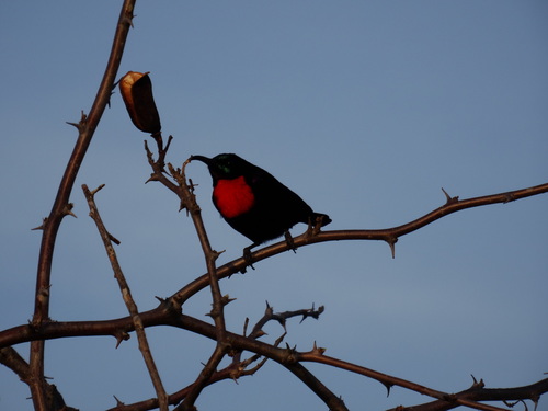 Hunter's Sunbird (Chalcomitra hunteri), photo 8