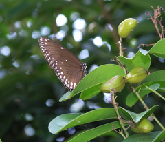 Euploea core godartii