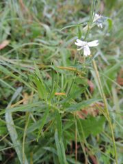 Silene repens