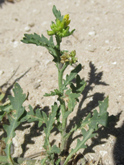 Rorippa sinuata
