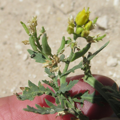 Rorippa sinuata