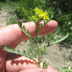 Rorippa sinuata
