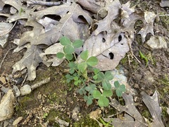 Trifolium reflexum