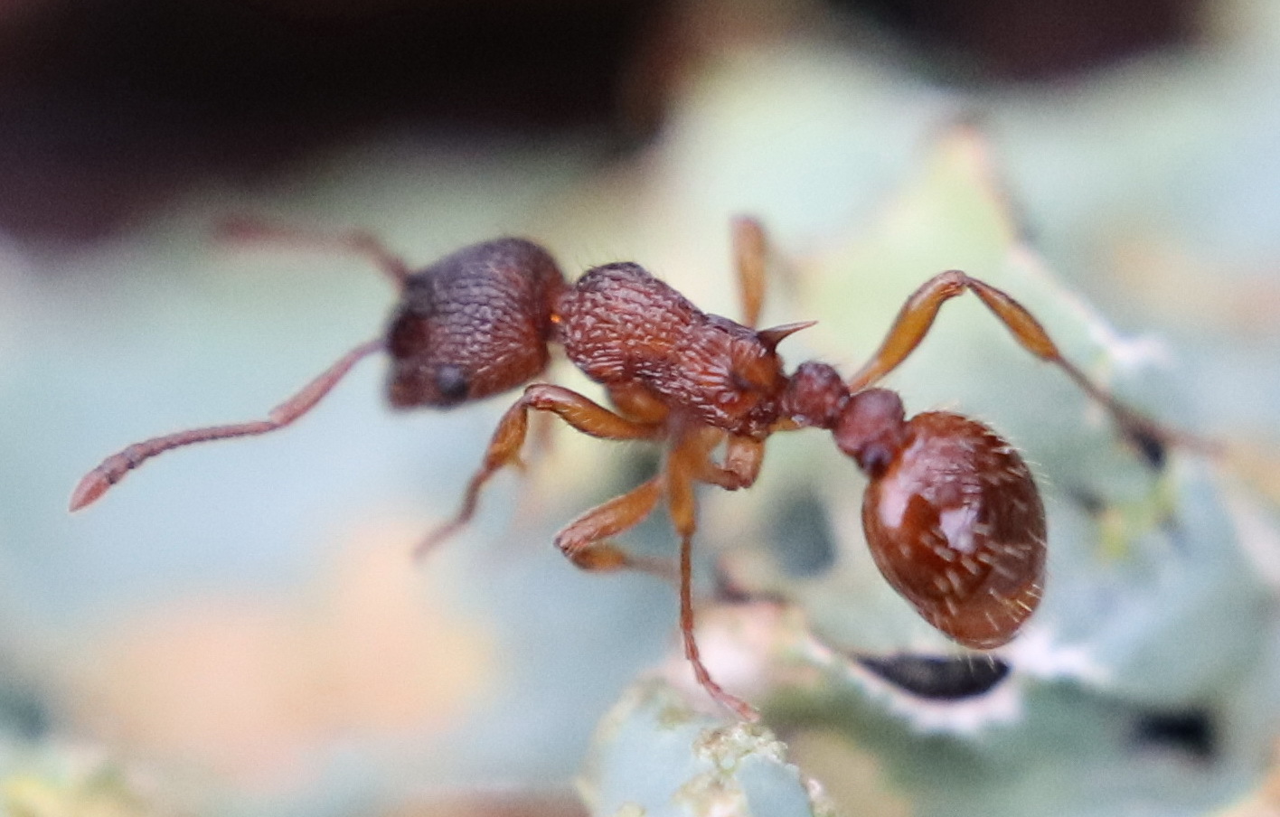 Myrmica specioides
