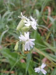 Silene repens