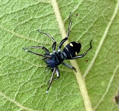 Mexcala quadrimaculata
