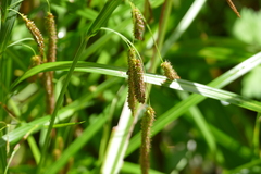 Carex geminata