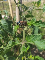 Scaphura elegans