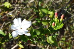 Jasminum glaucum