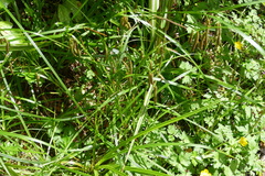 Carex geminata