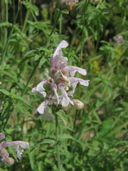 Nepeta nepetella