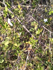 Jasminum glaucum