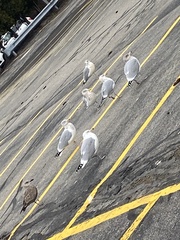 Larus argentatus