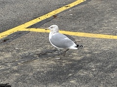 Larus argentatus