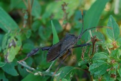 Acanthocephala terminalis