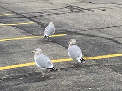 Larus argentatus